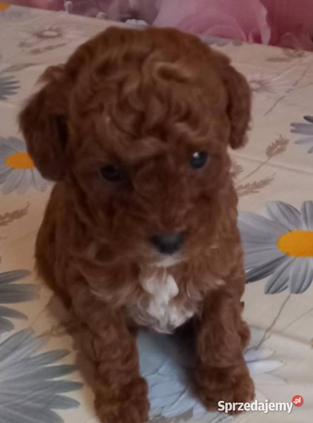 Pudel miniaturowy toy sprzedam