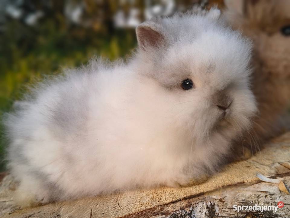 Króliki miniaturki karzełki teddy niderlandzki kujawsko-pomorskie Lipno