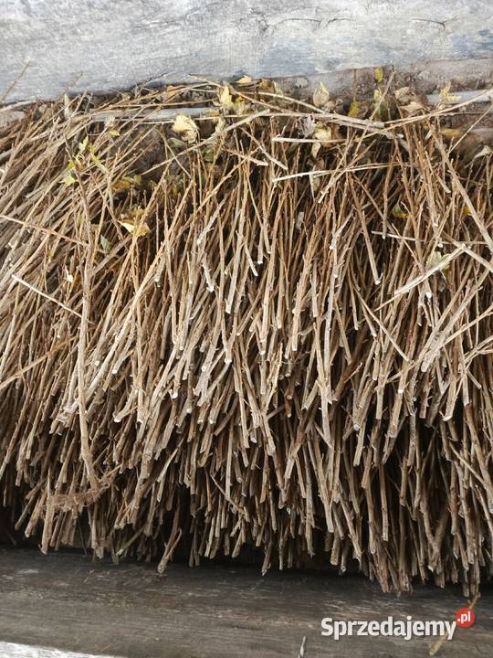 Sztobry Patyki Porzeczka Czarna Tihop Trzydnik Mały