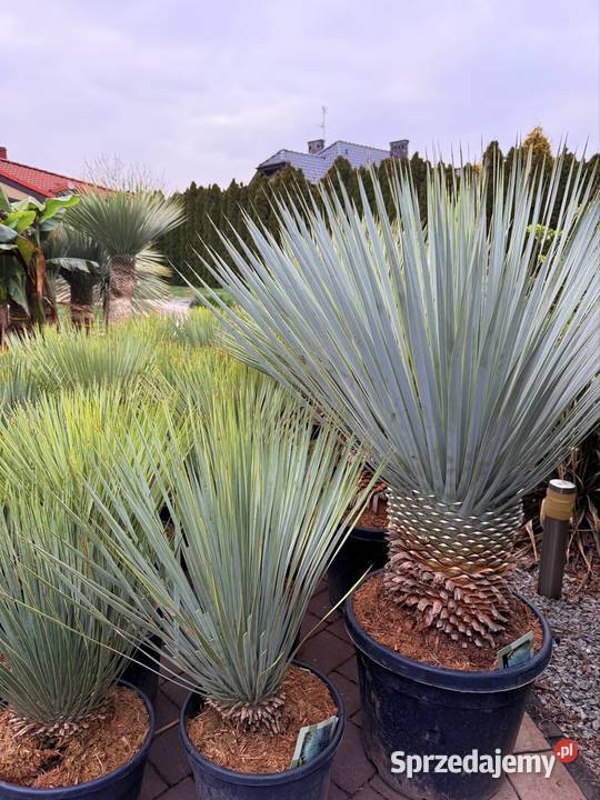 Yucca Rostrata juka Rostrata mrozoodporna do Dudki sprzedam
