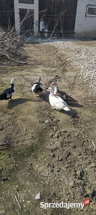 Sprzedam kaczki 4 sztuki Ptaki lubelskie