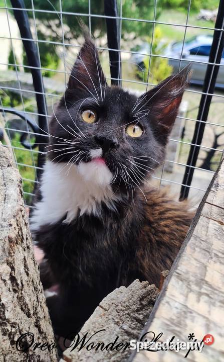 Czarno biały kocurek Maine Coon Oreo FPL Zwierzęta Gdańsk