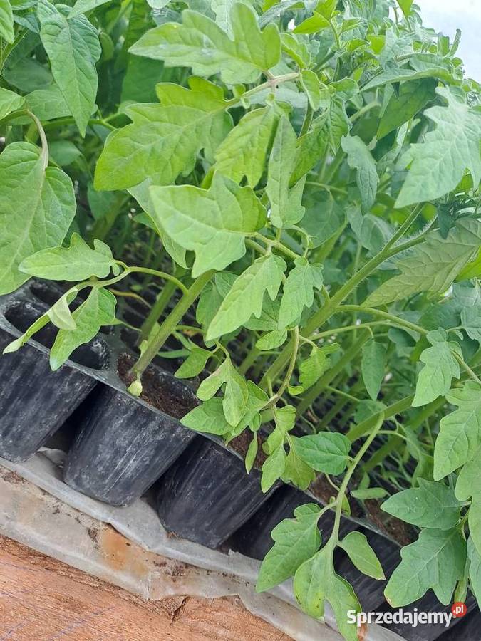 sprzedam pomidory Wawrzeńczyce