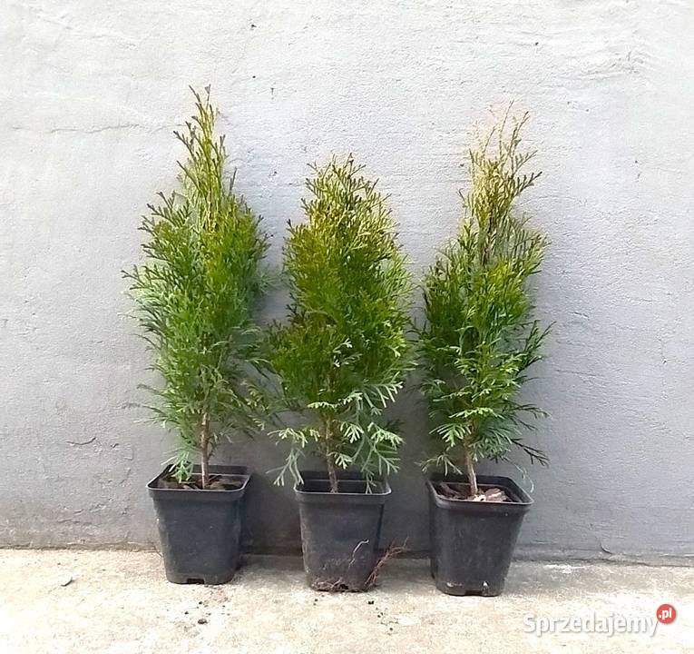 Tuja szmaragd 40 Grajewo