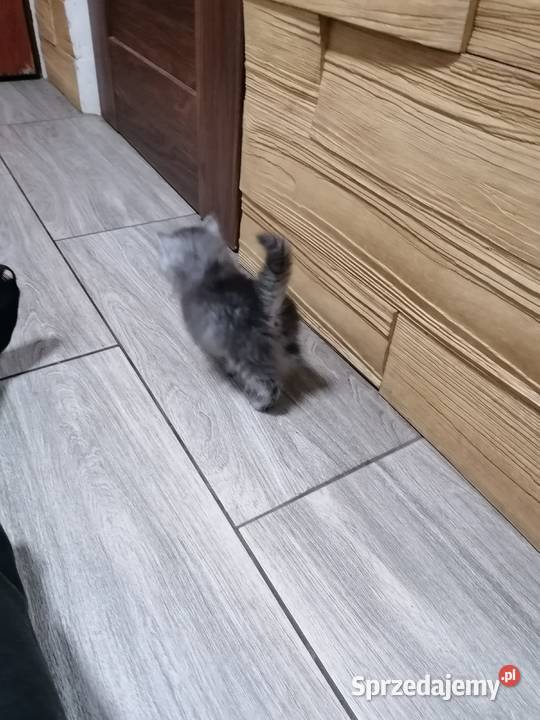 Kotek syberyjski Sucha Beskidzka