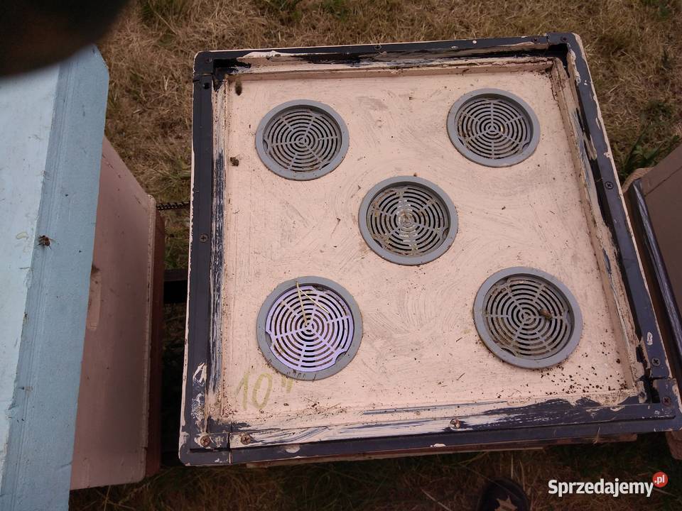 Ule wielkopolskie z pszczołami