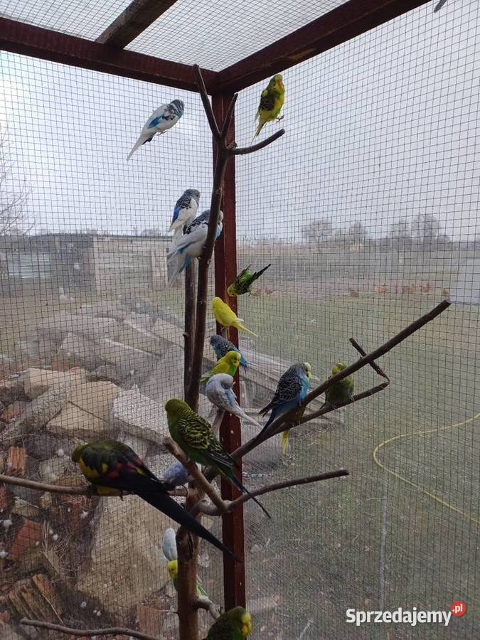 Papugi faliste łódzkie Łask