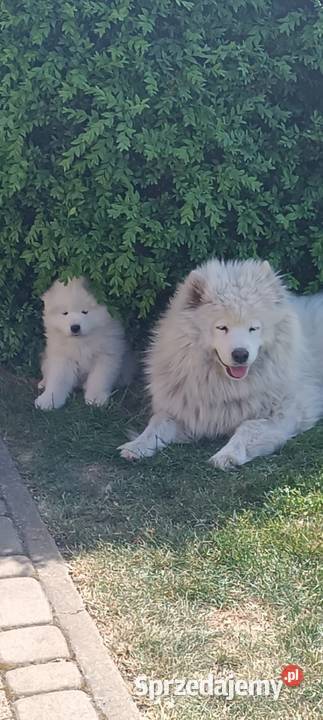 Samoyed szczeniaki Łowicz sprzedam