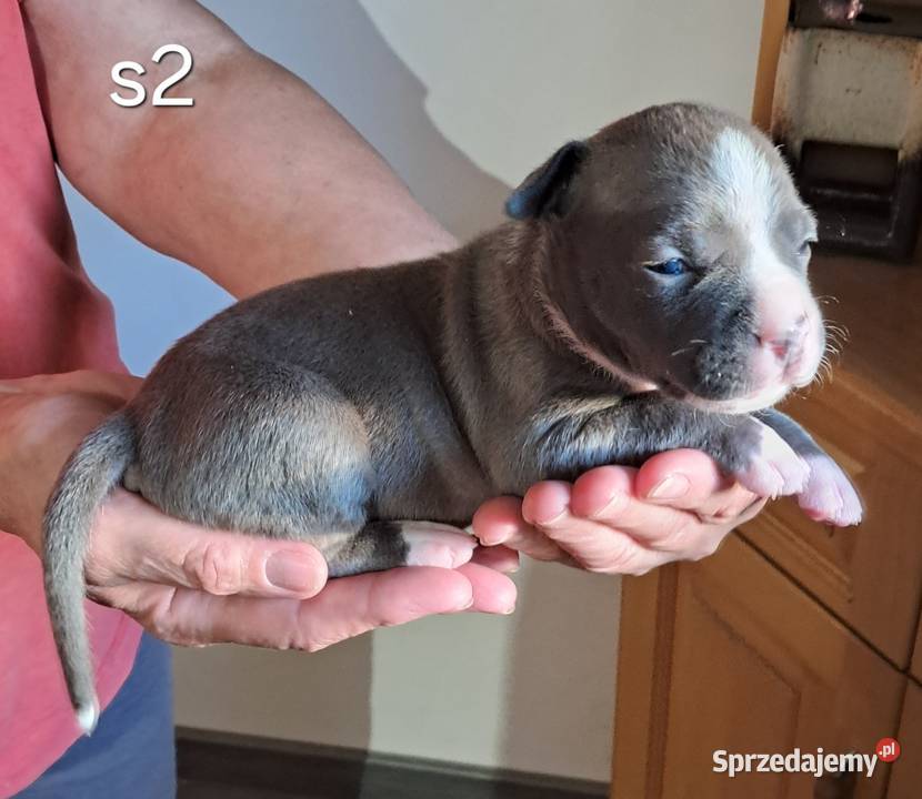 Amstaff ZKWP FCI BLUE śliczna suczka Psy śląskie Koziegłowy