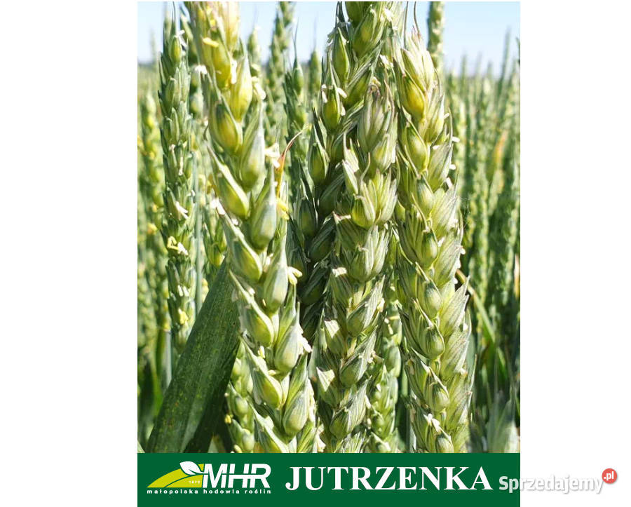 Materiał siewwny C1 pszenica jara MHR Jutrzenka Chojnice sprzedam