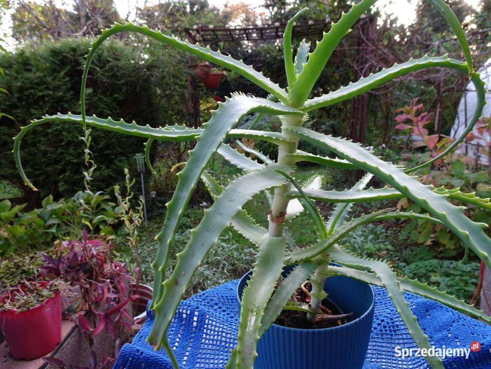 Aloes leczniczy kaktus sukulent domowy Nowy Sącz