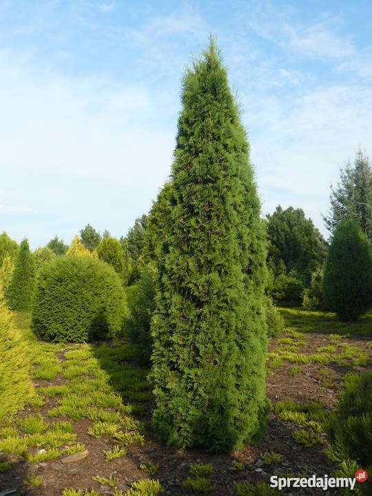 Tuja kolumnowa Malonyana sadzonka 160 z gruntu