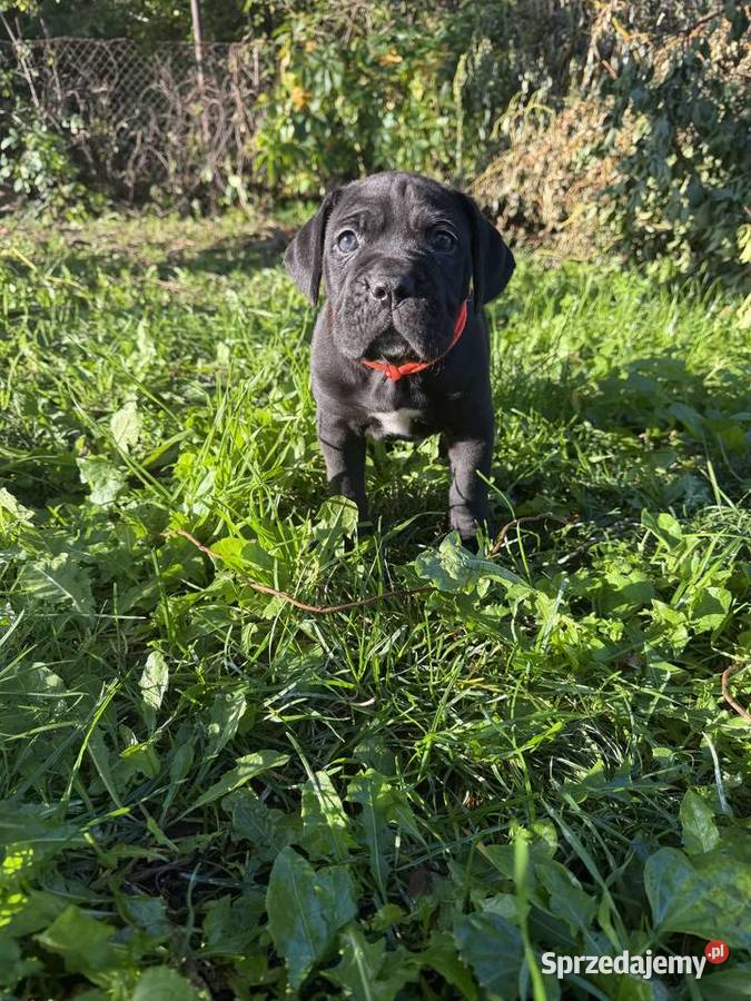 Cane Corso Italiano szczenięta łódzkie Kutno sprzedam