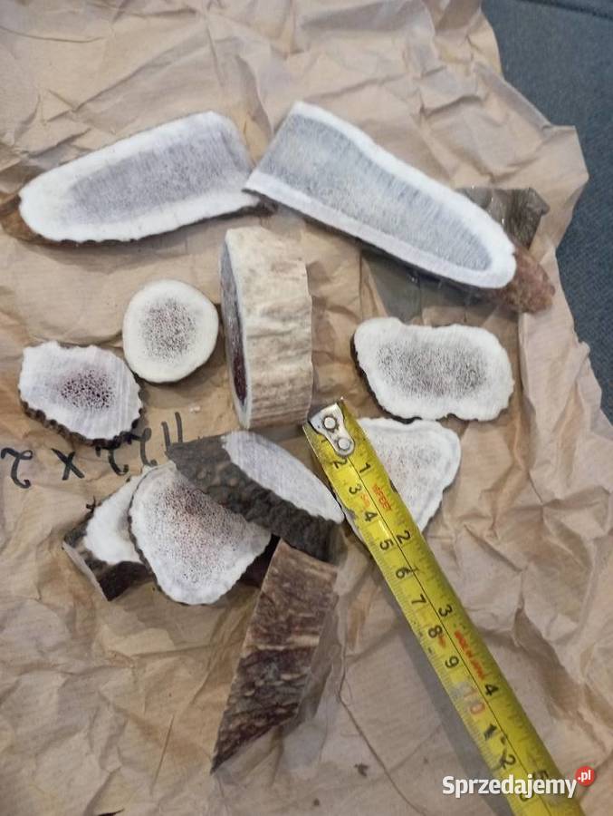 Plastry poroża jelenia 10 Częstochowa