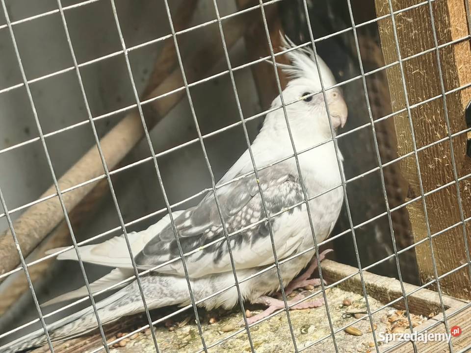 Nimfa oswojona ręcznie karmiona Chełmce