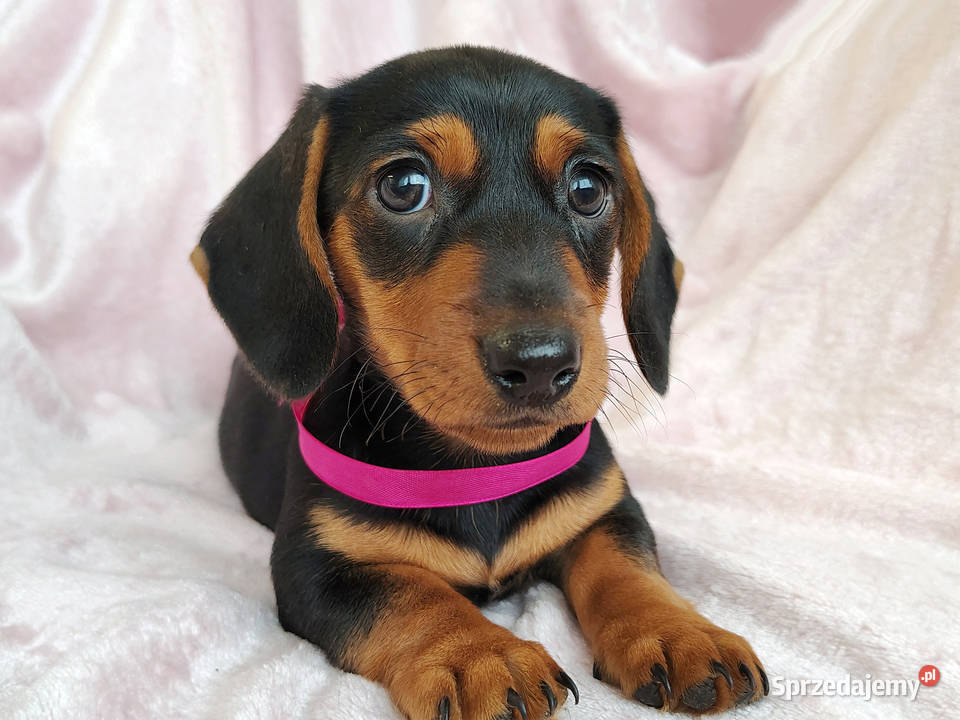 SUCZKA Jamnik krótkowłosy Czarna podpalana