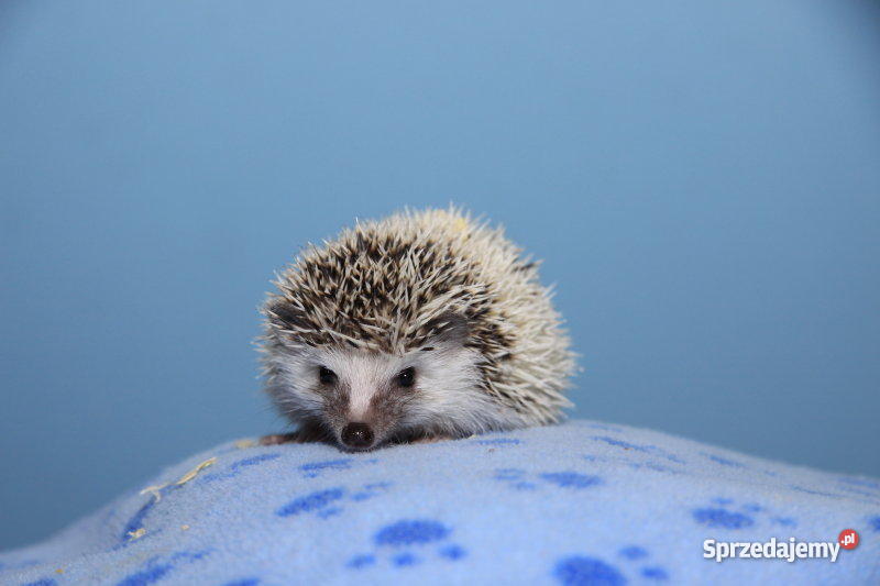 JEŻ PIGMEJSKI białobrzuchy oswojone hodowlane je Lubin