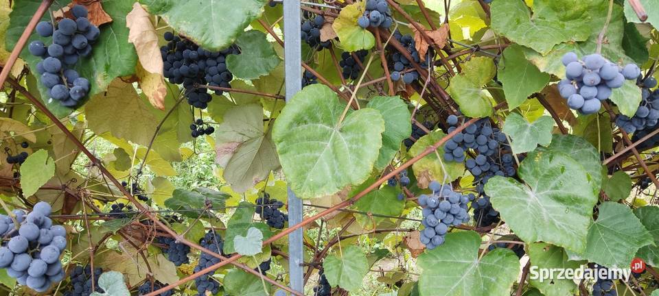 Winogron ciemny ekologiczny bez żadnej chemii Kraśnik