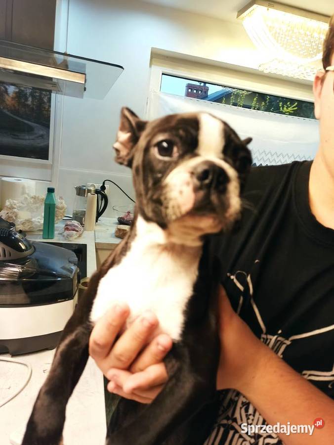 Boston terrier szczenięta Pszczyna