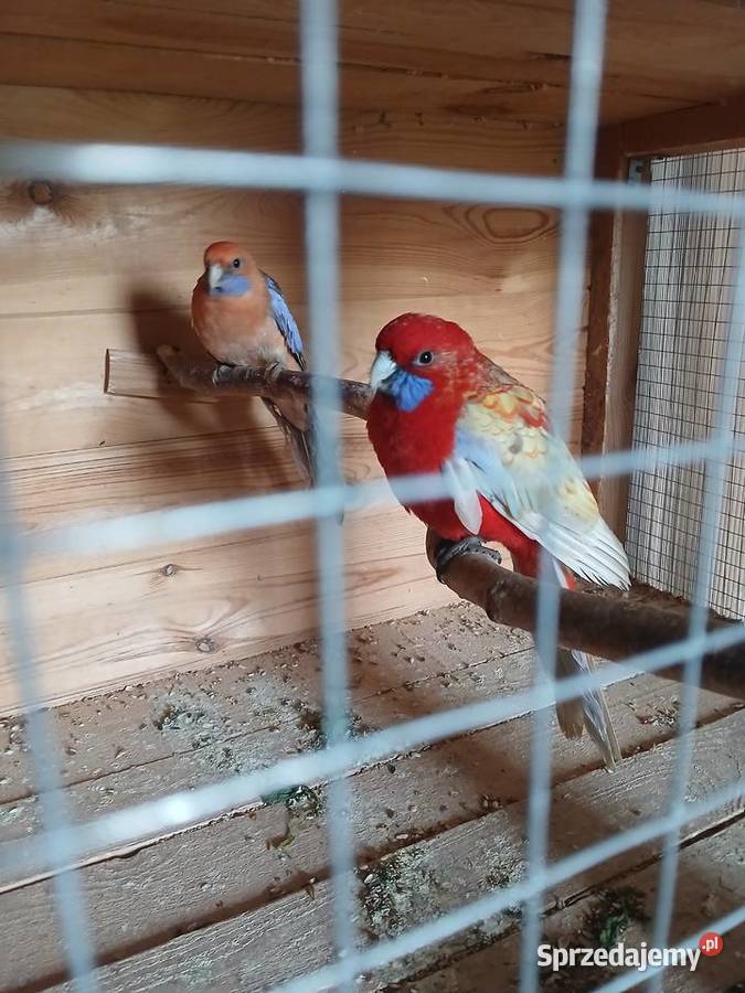 Woliera z papugami okazja Zgórze