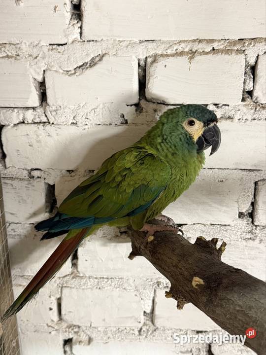 Ara marakana Łódź