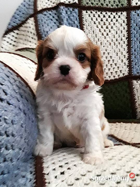 Chłopczyk cavalier k ch spaniel z przewagą Psy