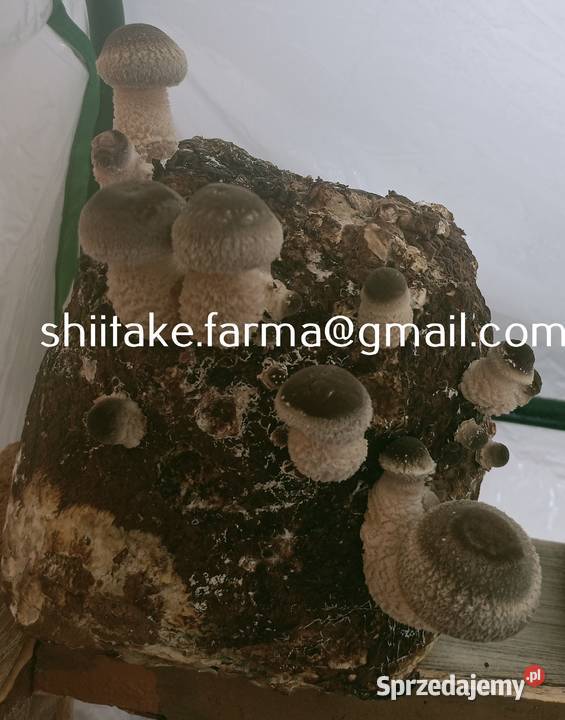 Shiitake świeże grzyby małopolskie Tarnów