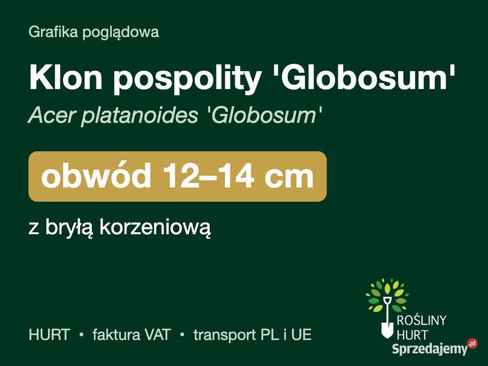 Klon pospolity Globosum obwód 1214 z bryłą HURT sprzedam