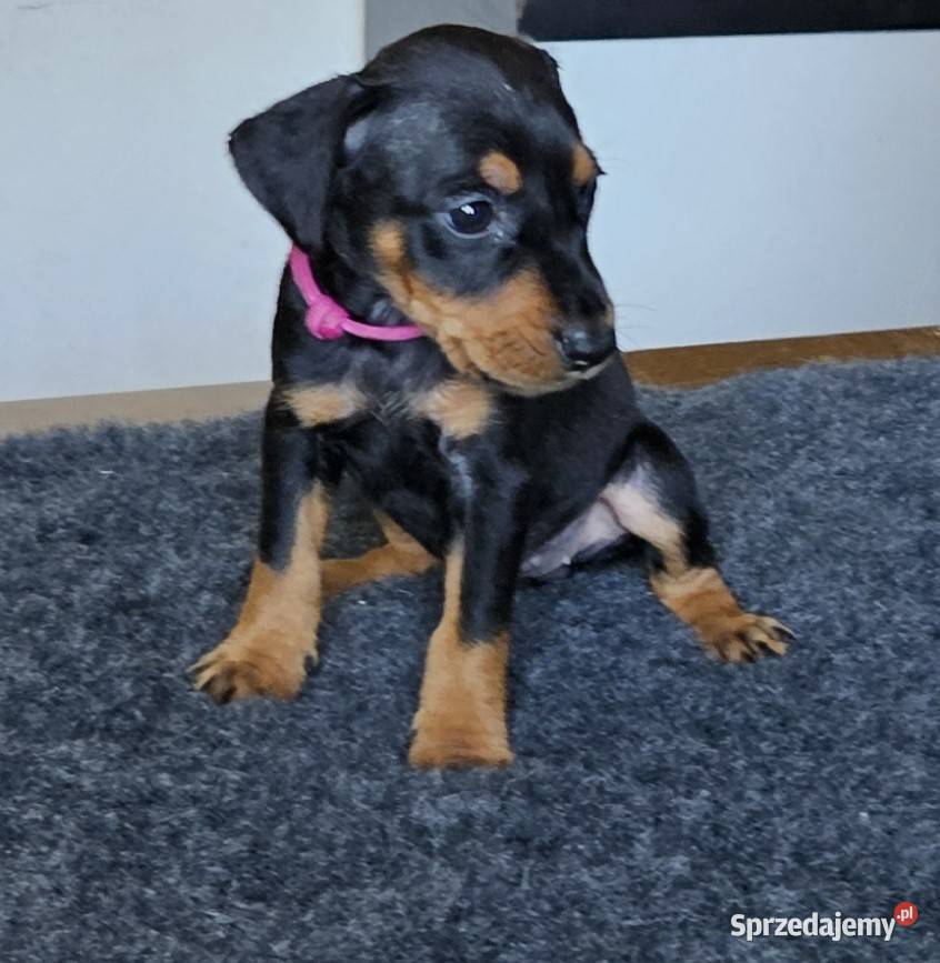 Pinczer średni szczenięta rodowodowe wielkopolskie