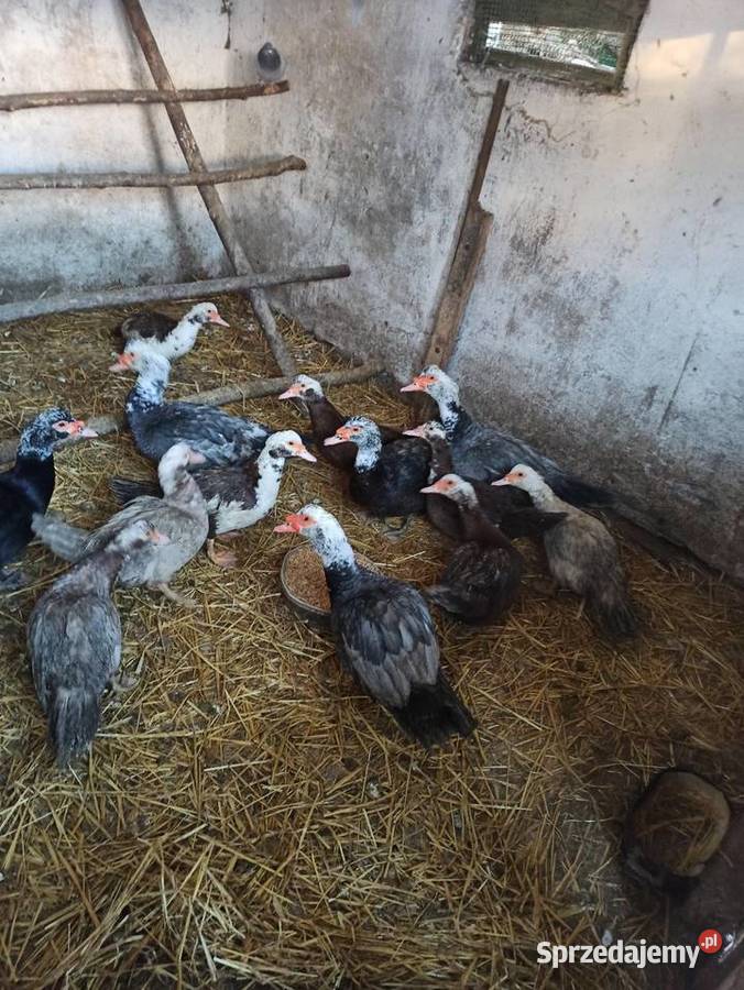 Kaczki i kaczory francuskiepiżmowe czekoladowe Krasnystaw