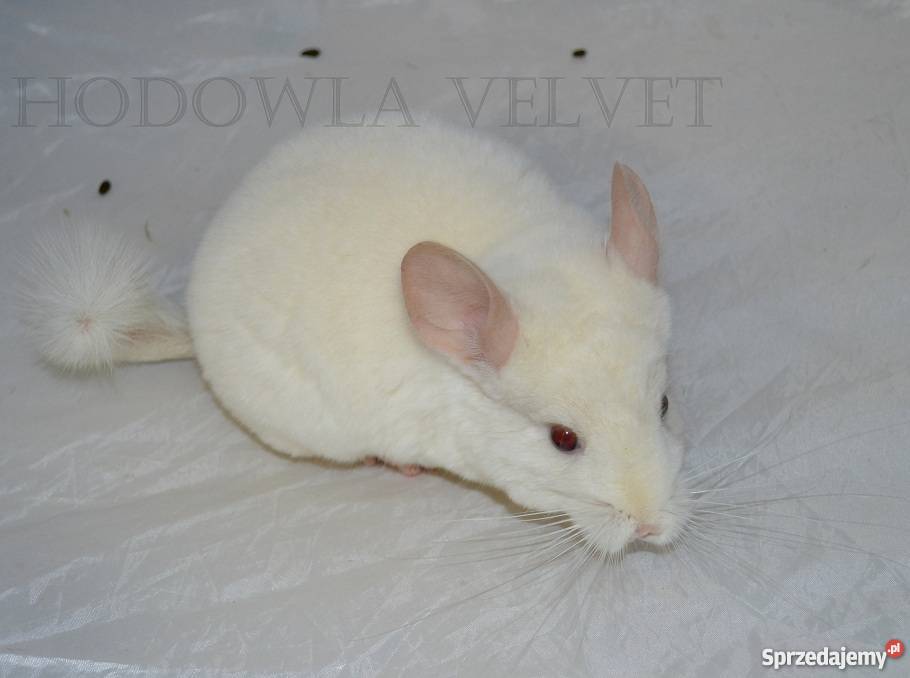 Szynszyla szynszyl samiec PINK WHITE biały Perzyce sprzedam