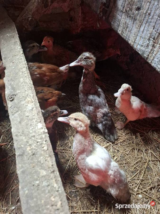 Do sprzedania młode kaczki Łososina Dolna