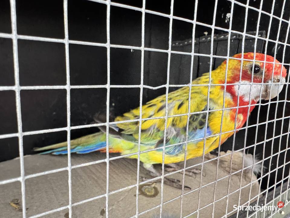 Rozella białolica golden gold Lusowo