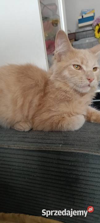 Gryzek Maine Coon