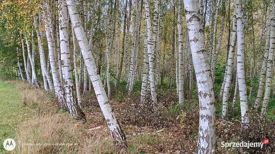 Działka z linia brzegowa rzeki Wkry 85zł/m2 Ciechanów