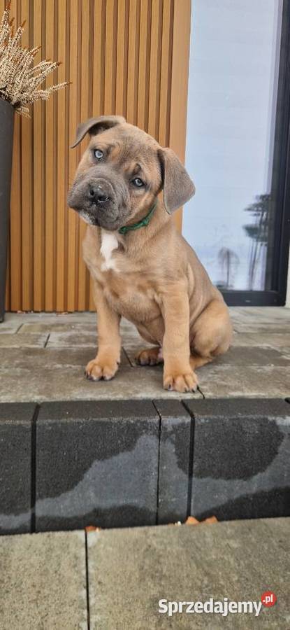 Cane Corso rodowodowe Bychawa