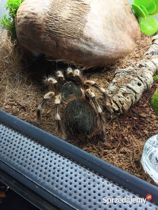 Ptasznik białokolanowy samica Pozostałe