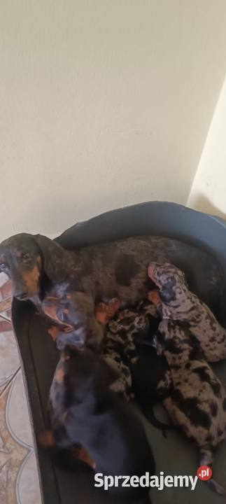 Jamniki merle krótkowłose Baranów