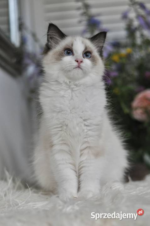 BEEBEE słodka koteczka ragdoll Lidzbark Warmiński
