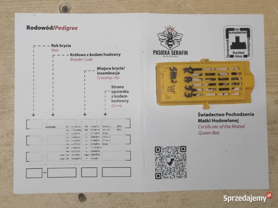 51 Buckfast Anatolica matki pszczele Pasieka pomorskie Wolinia