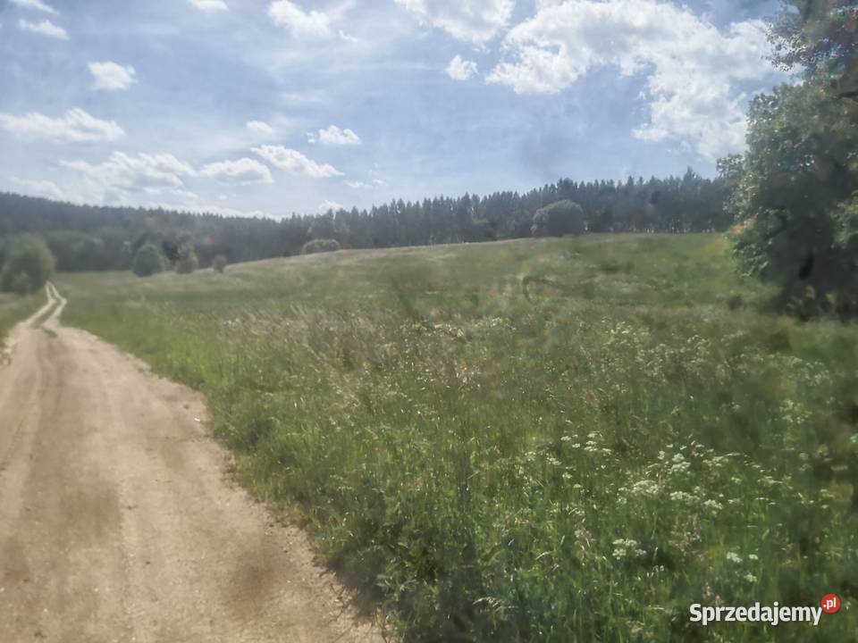 Sprzedam działkę rolną o pow 428ha Piłaki Wielkie