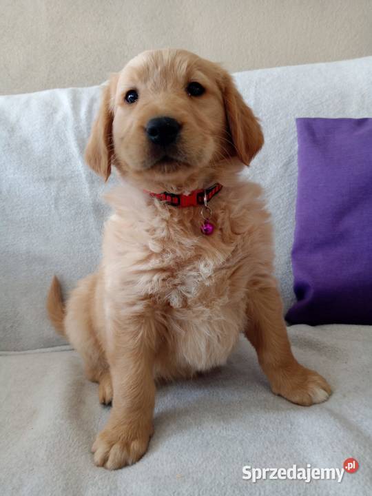 Szczenię golden retriever złoty pies Golden Retriever Lubawa