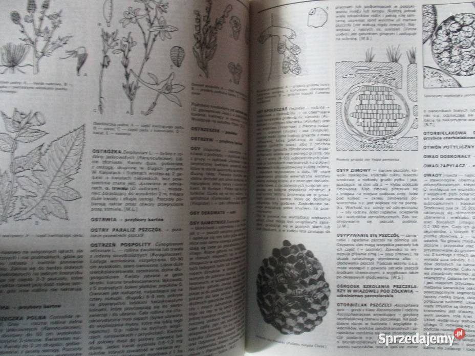 Encyklopedia pszczelarska pszczelarstwo pszczoły Łódź