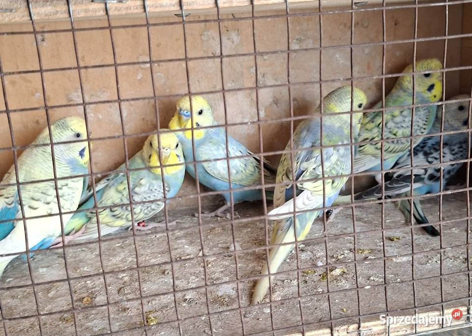 Papugi faliste tęczowe spangle wielkopolskie Jarocin sprzedam