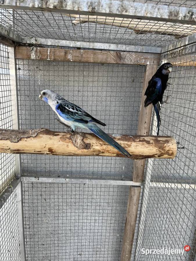 Rozelle białolice Ptaki Sośnicowice sprzedam