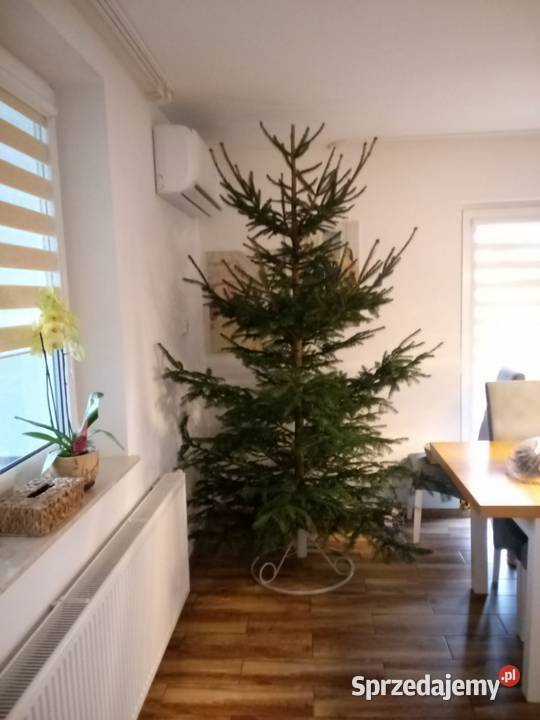 Choinka świąteczna żywa cięta w doniczkach Kołaczyce