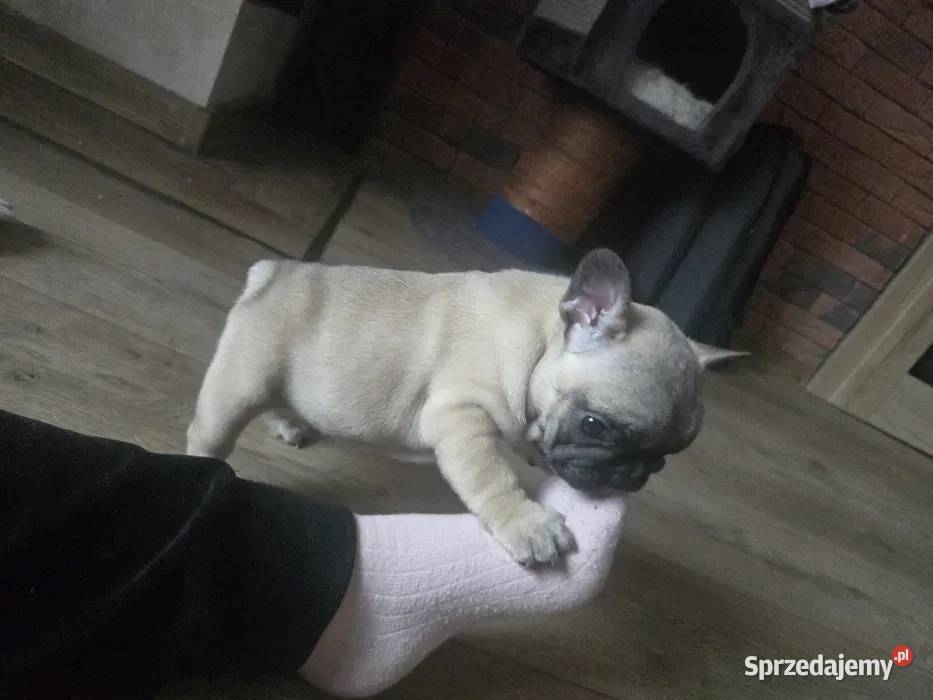 Buldog Francuski Suczka Spokojny Charakter Łódź