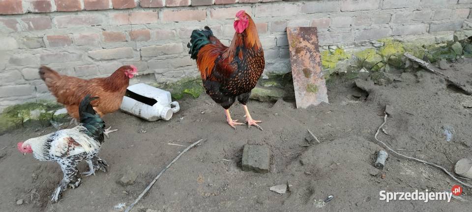 Koguty olbrzymie sprzedam Sobieska Wola Druga