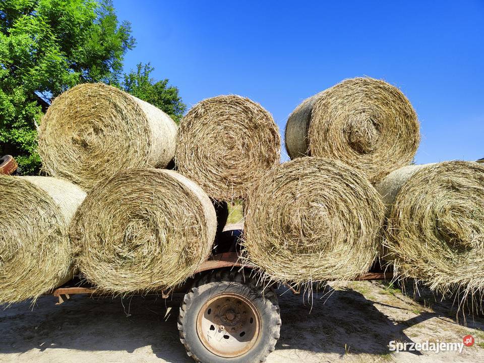 Siano 2025 rozmiar 120x120 świętokrzyskie Pińczów