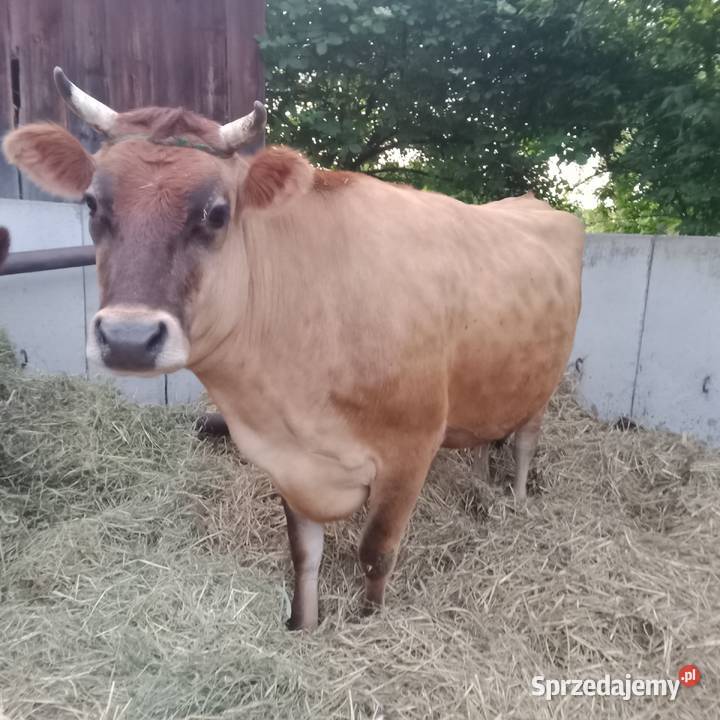 Sprzedam 2 eko krowy SM i Yersey w ręce Bydło Zwoleń